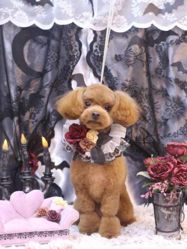 20231028ベルくん